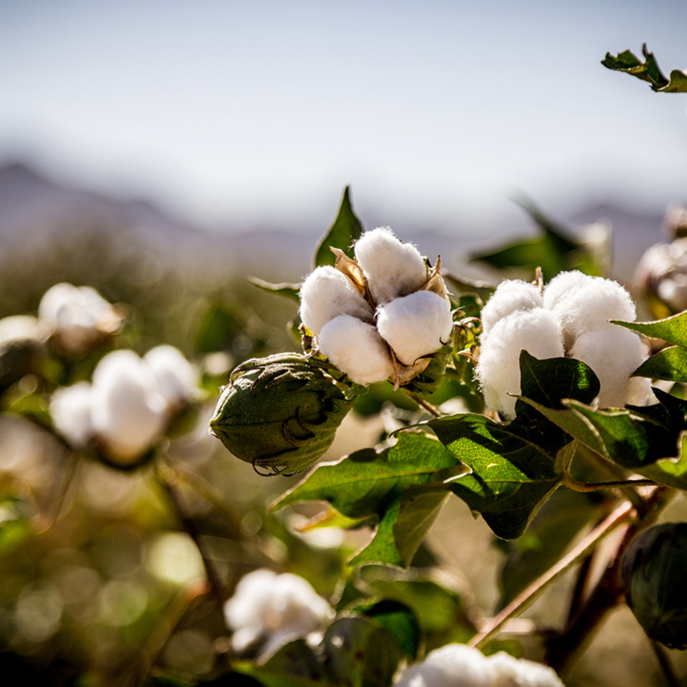 Organic Cotton