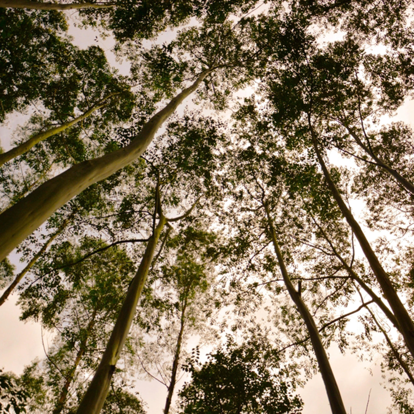 Eucalyptus