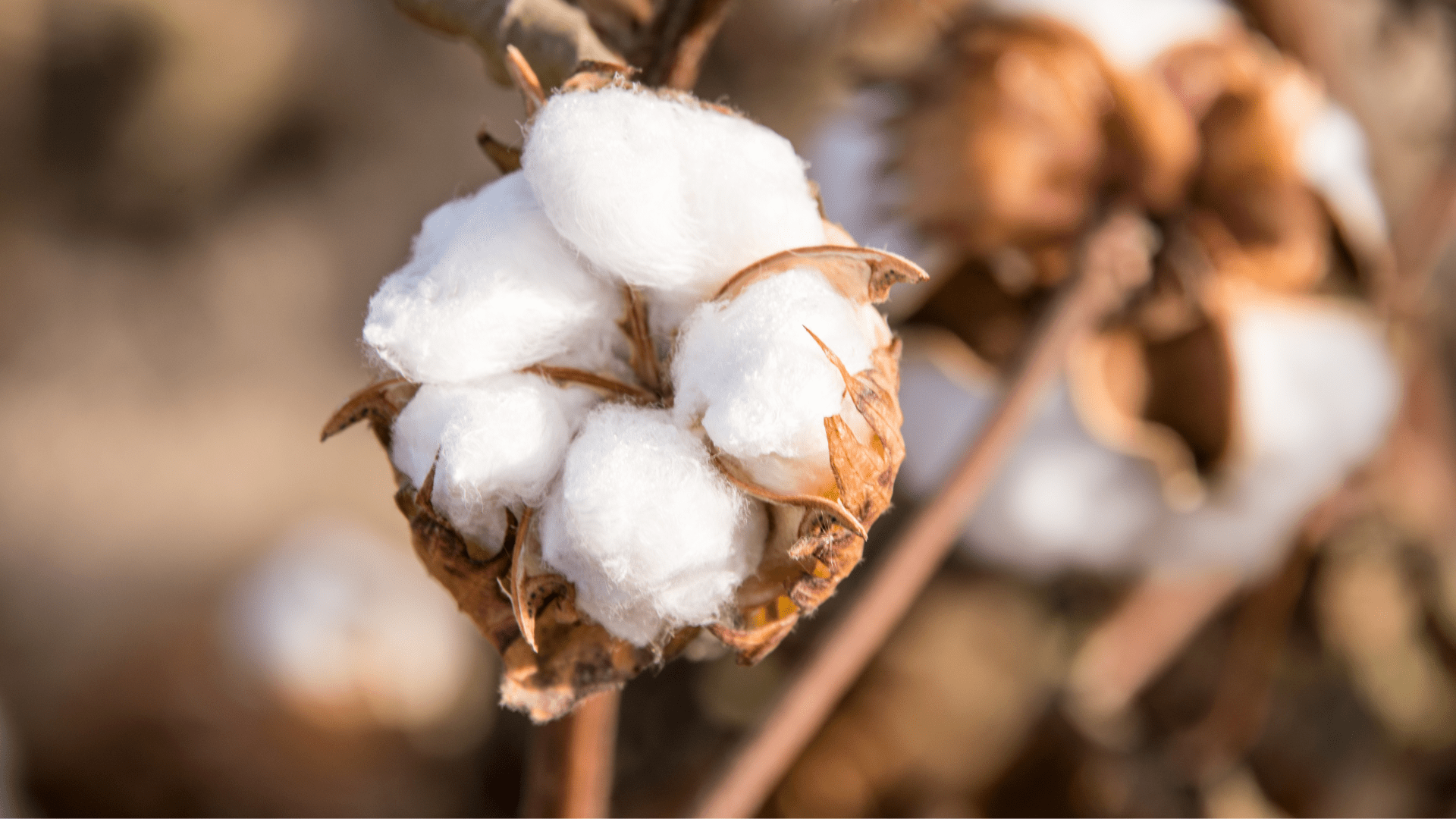 Understanding Organic Cotton: Differences and Benefits Compared to Conventional Cotton - Delara