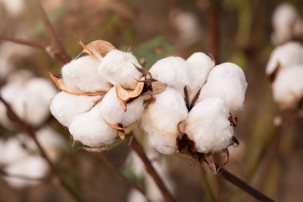 organic cotton